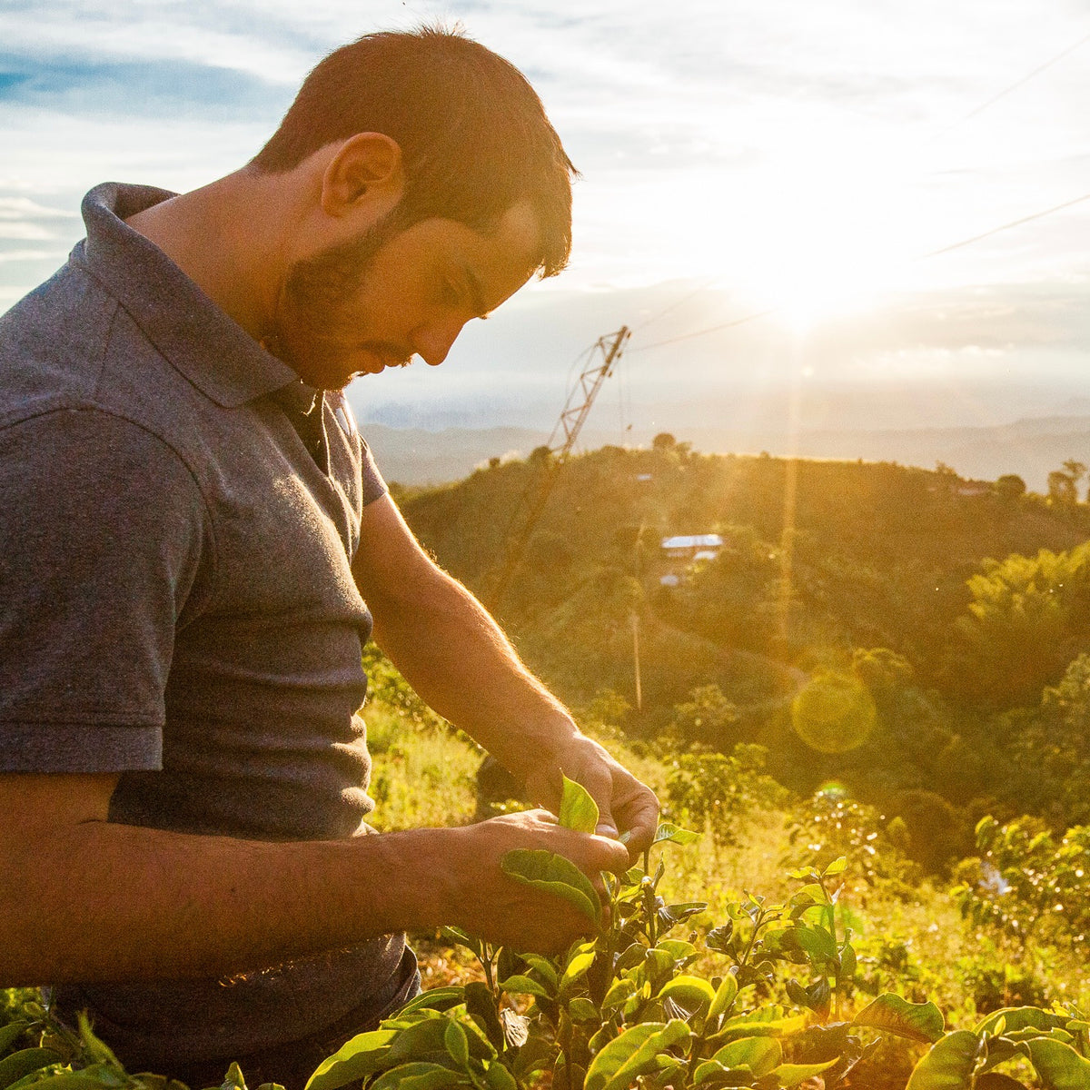 Man harvesting coffee on a hillside in Colombia for DECAF FUNKY specialty coffee.