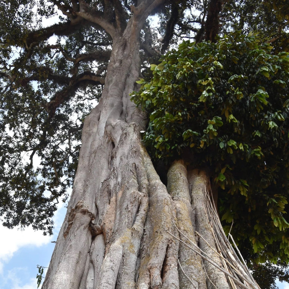 The forests around Banko Gotiti