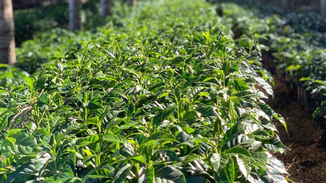 Farm Visit: Los Pirineos, El Salvador - THE BARN Coffee Roasters Berlin