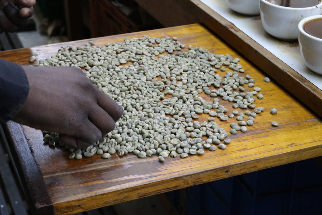 Water Treatment Sustainability Project 1/2 in Brazil - THE BARN Coffee Roasters Berlin