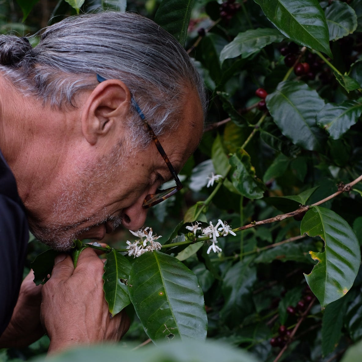 LOS LAJONES GESHA coffee producer examining coffee flowers in a lush plantation.
