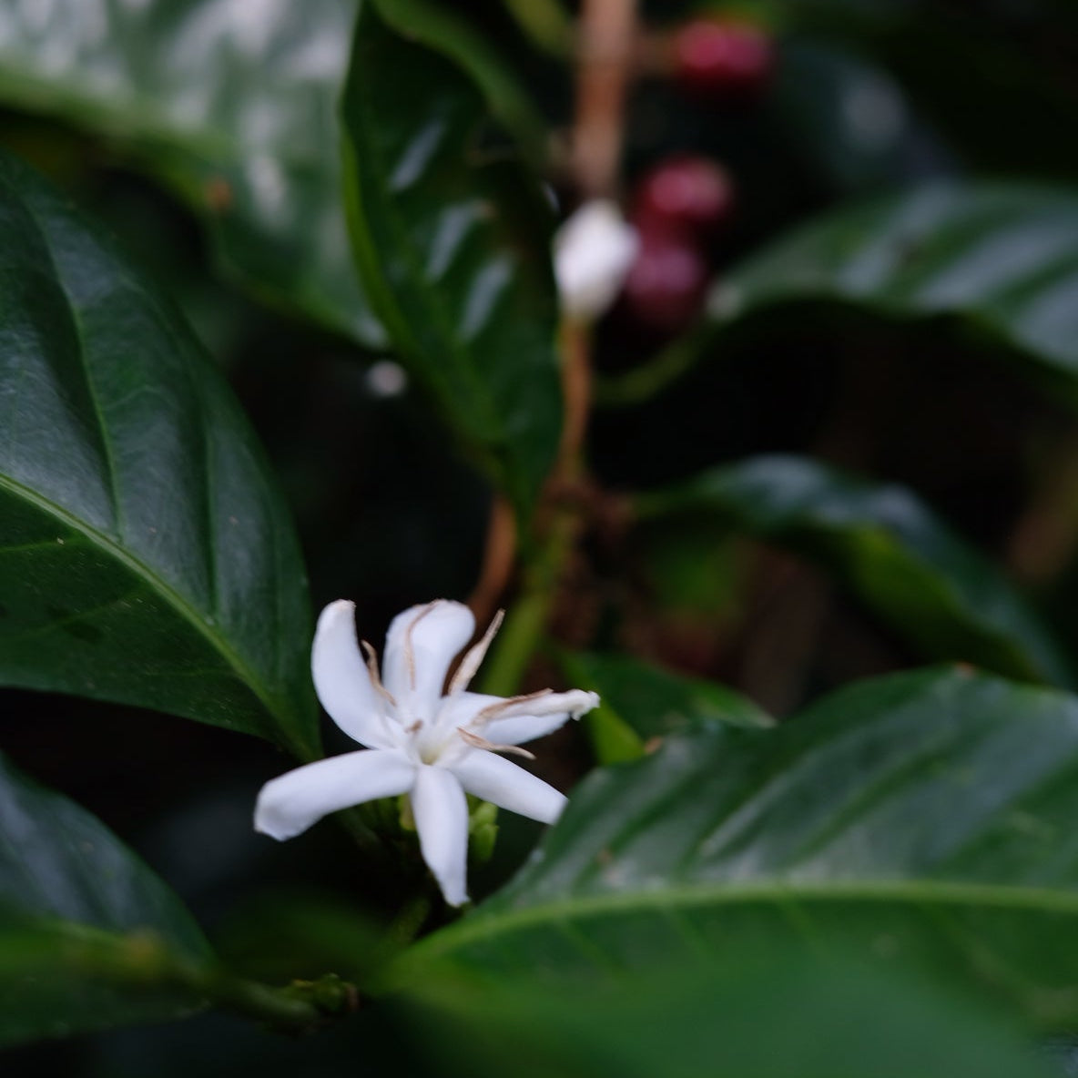 Flower of LOS LAJONES GESHA coffee plant showcasing delicate white petals amidst green leaves.
