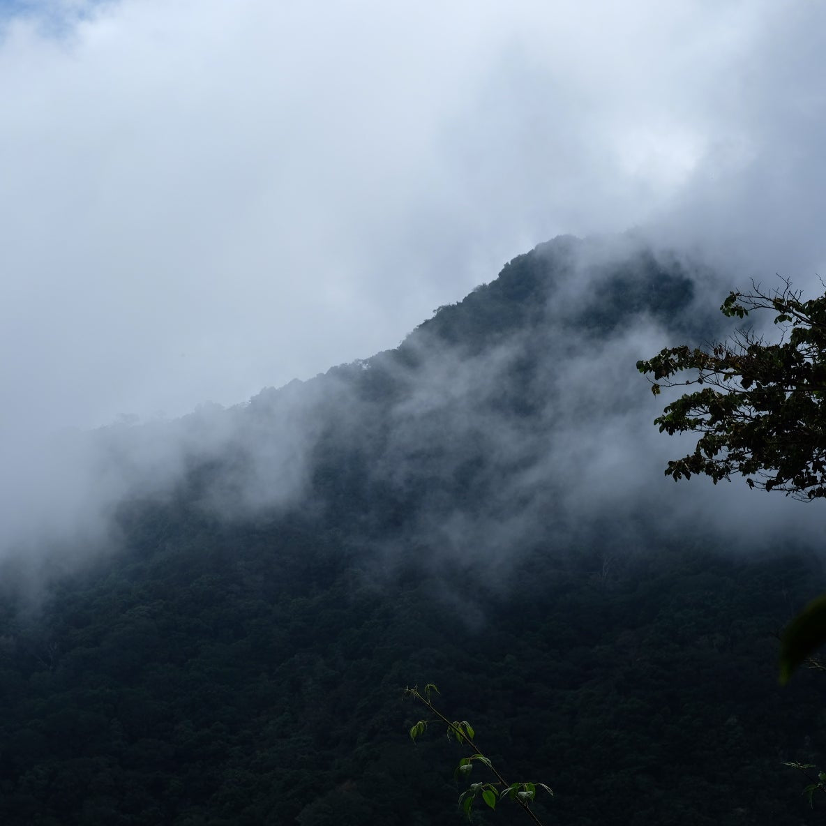 Cloudy mountain landscape shrouded in mist, capturing the essence of lush coffee-growing regions.