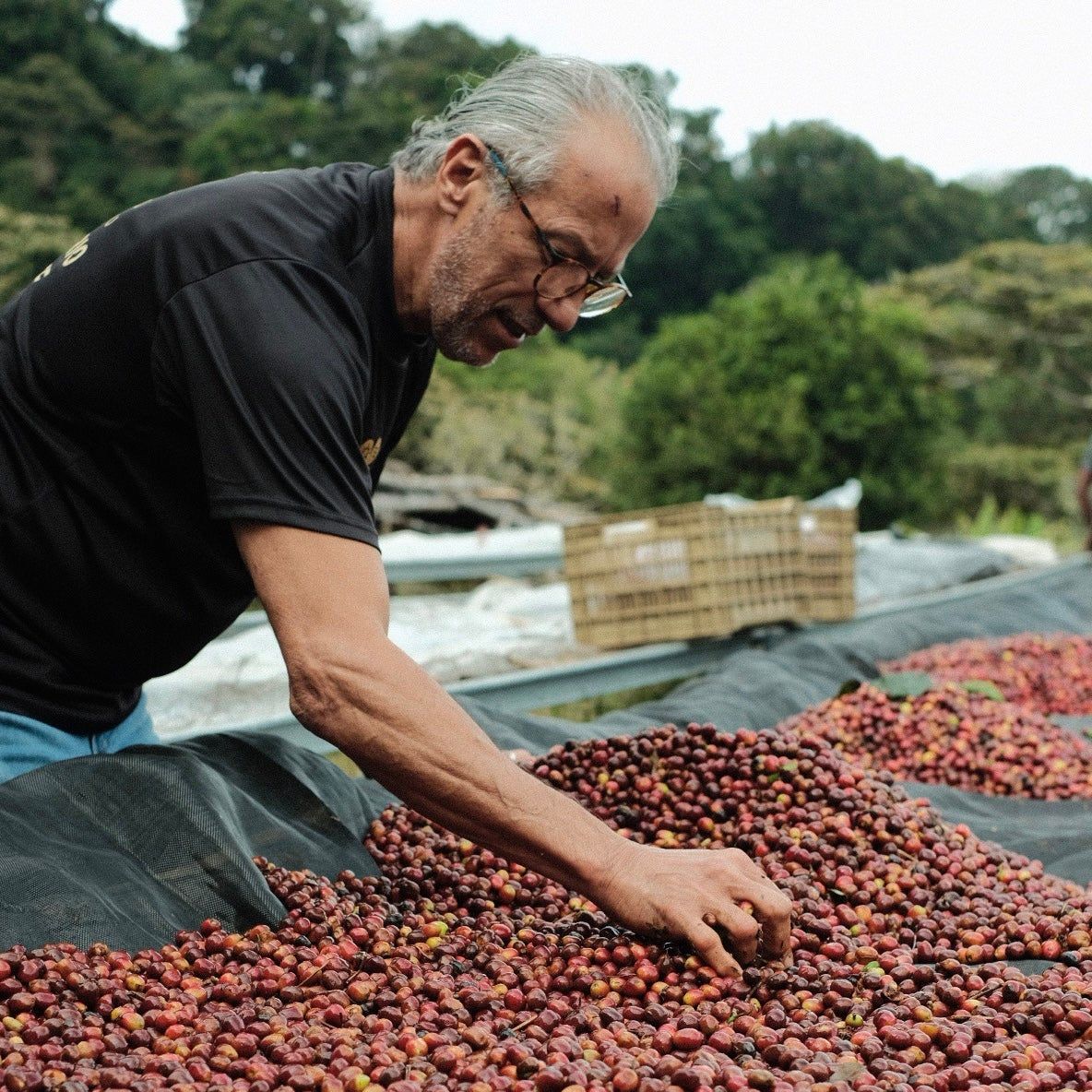 LOS LAJONES GESHA producer examining ripe coffee cherries during harvest.