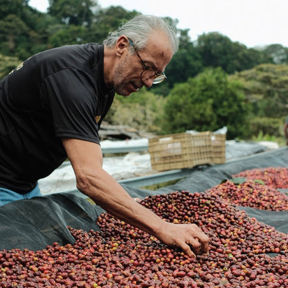 LOS LAJONES GESHA producer examining ripe coffee cherries during harvest.