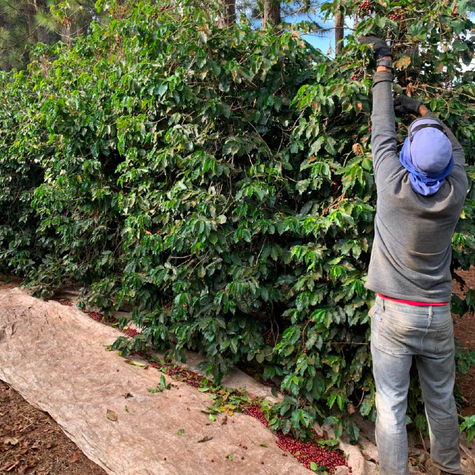 OUR PLOT DATERRA HONEY (6673716641872)