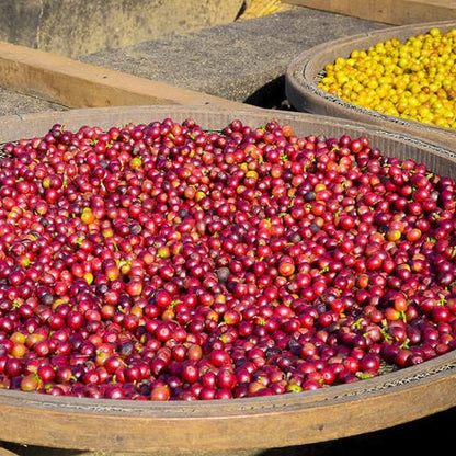 Bowl filled with red coffee cherries on a stone surface