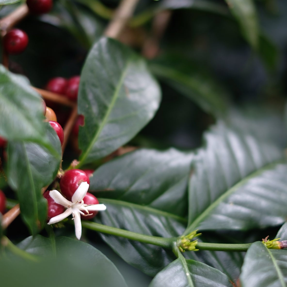 LA ESMERALDA GESHA