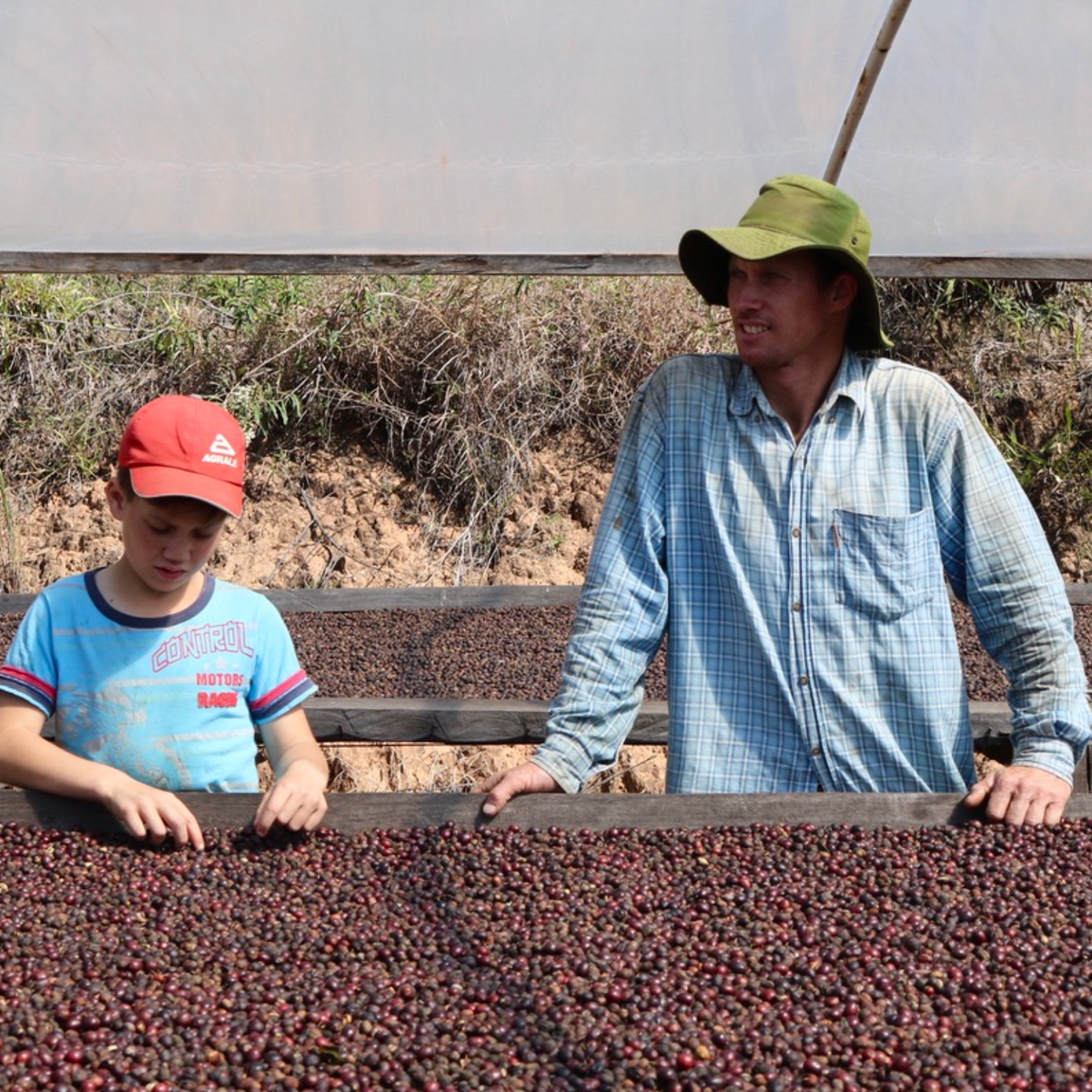 Brazil Twin Box coffee producers working with specialty coffee beans on a coffee farm.