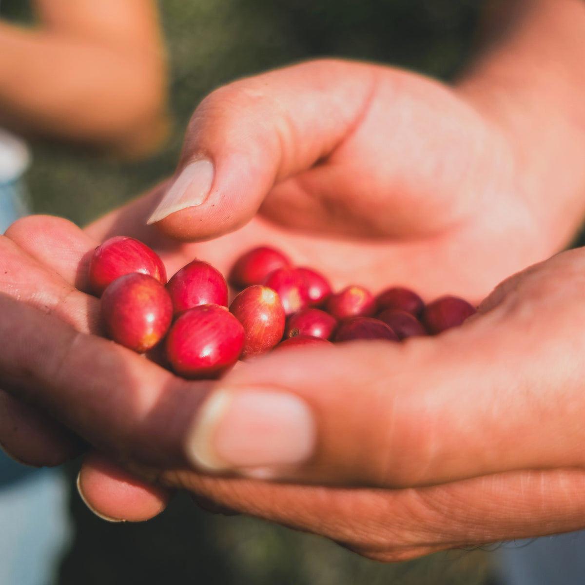 Close-up of hands holding red coffee cherries with a blurred background