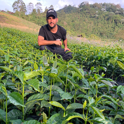 Man kneeling in a lush field of coffee plants from Jardines Del Eden Papayo.