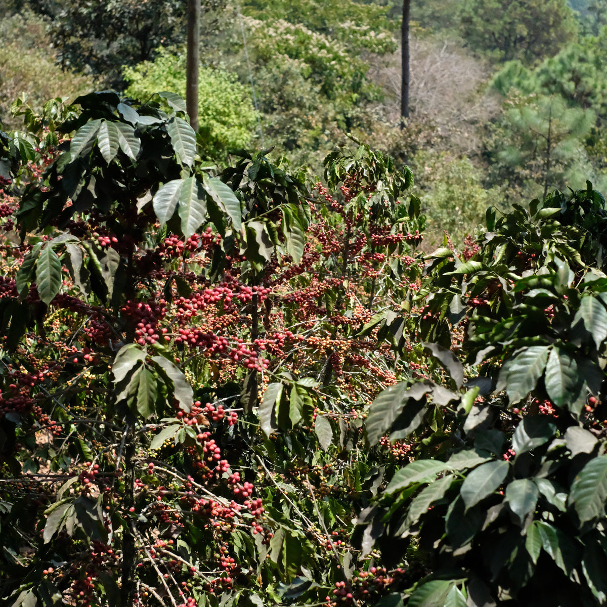 LA COLINA WASHED