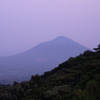 Hazy mountain landscape with trees in the foreground