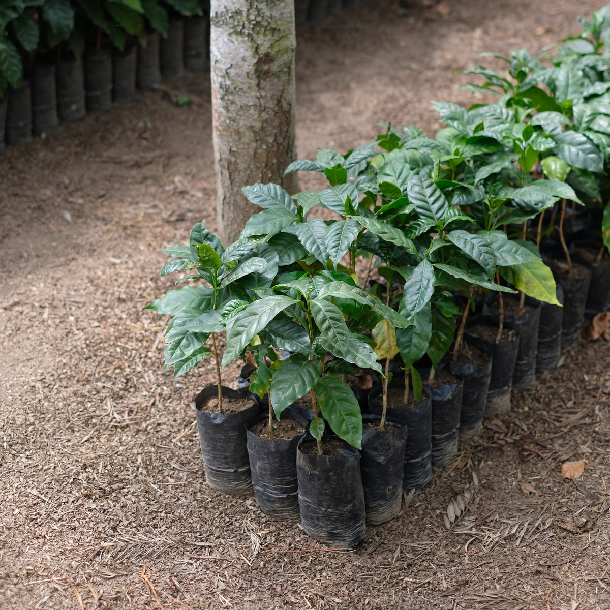 coffee plants growing around it on a concrete surface