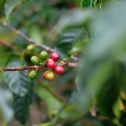 LA NEGRITA RED GESHA
