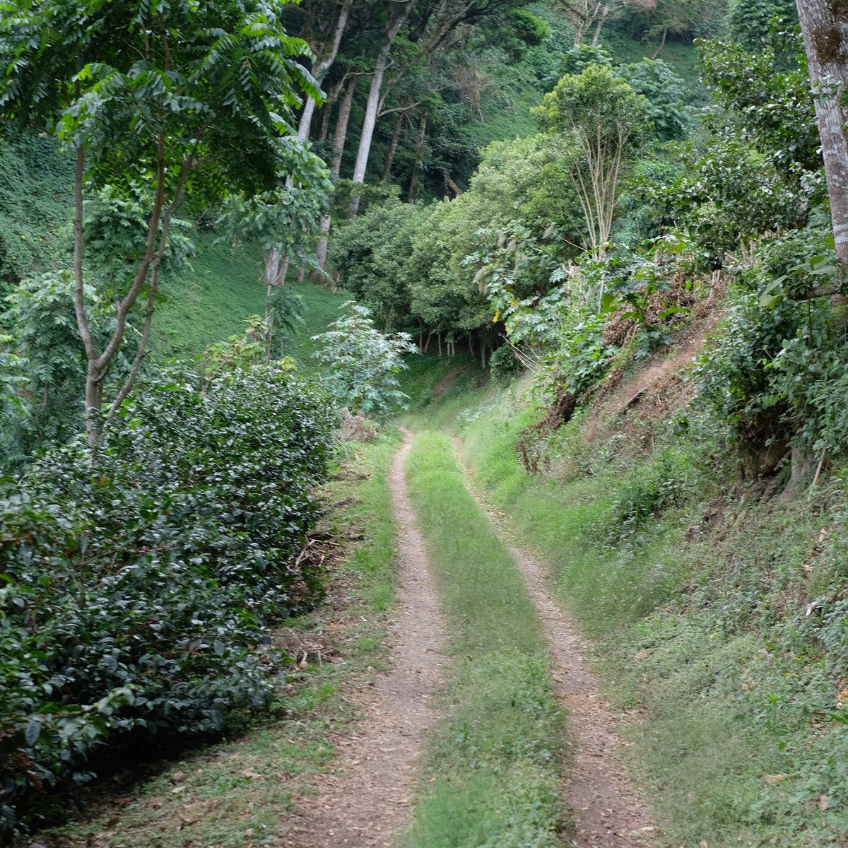 ELIDA GESHA NATURAL coffee farm pathway surrounded by lush greenery and coffee plants.