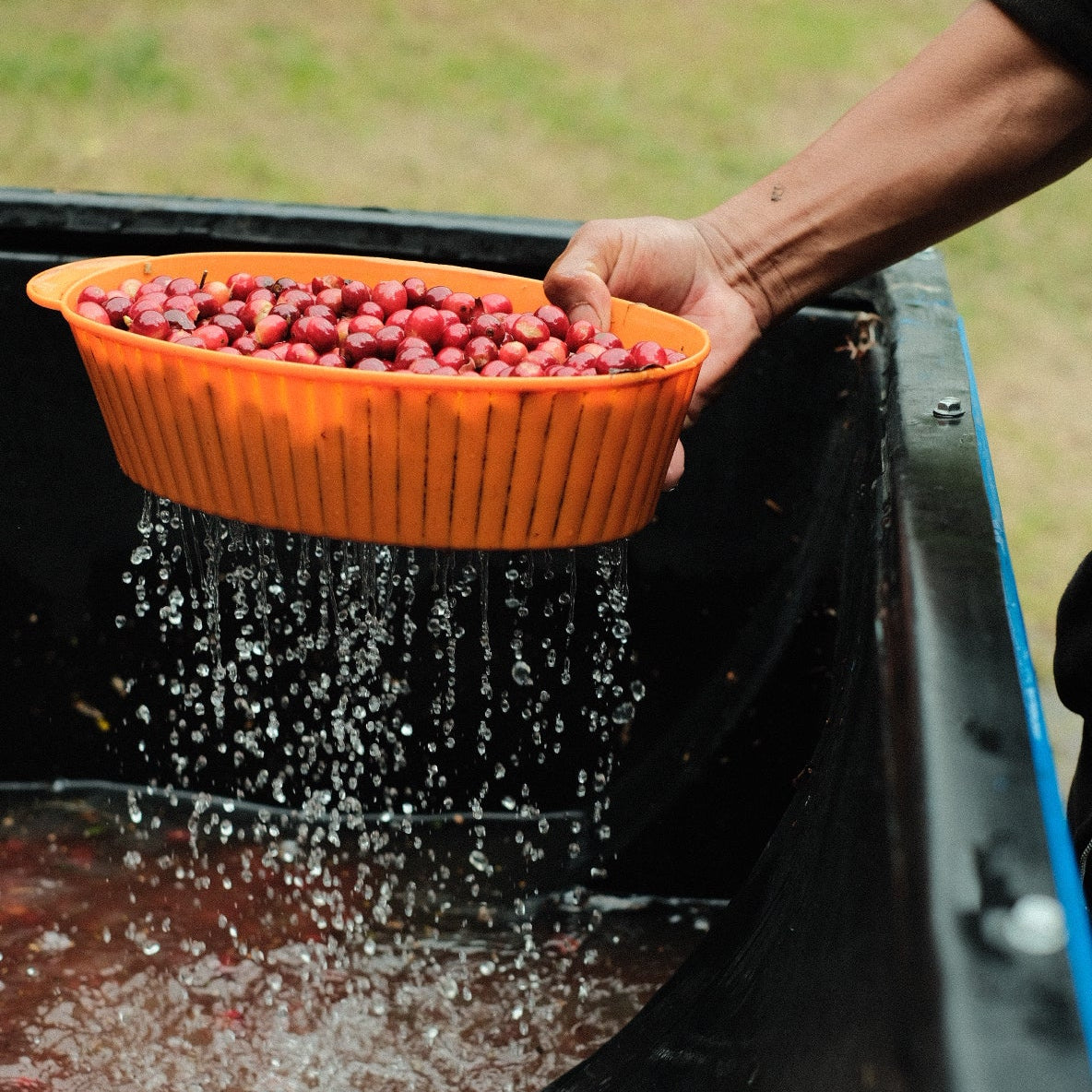 Hand holding a bowl of fresh coffee cherries being washed for FINCA SOPHIA GESHA.