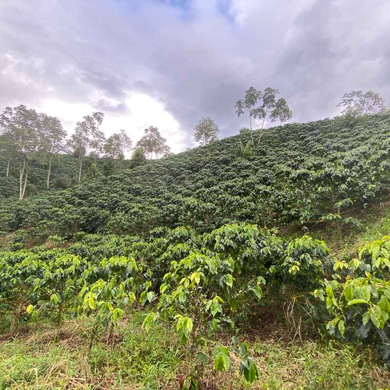 DECAF FUNKY coffee plantation in Tolima, Colombia, featuring lush green coffee plants under a cloudy sky.