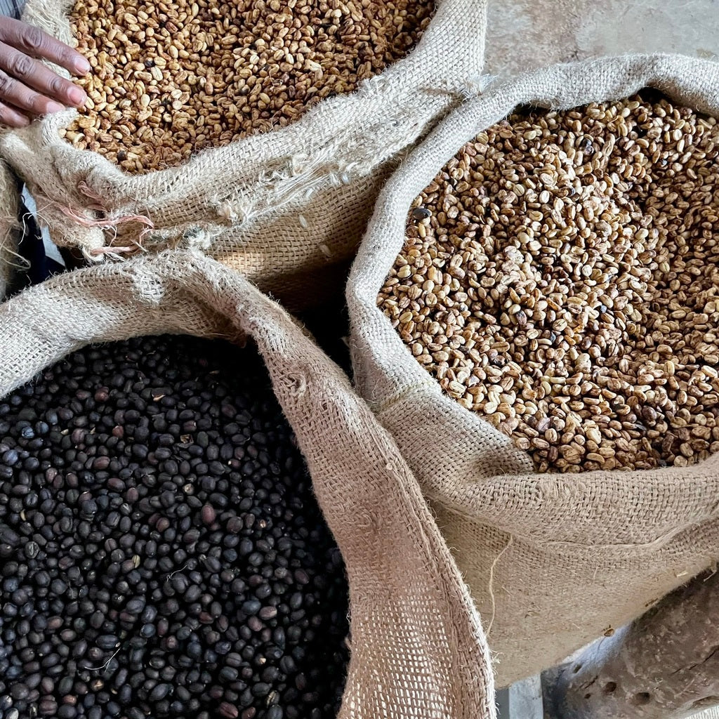 Burlap sacks filled with green and dried coffee beans at an Ethiopian coffee processing station.