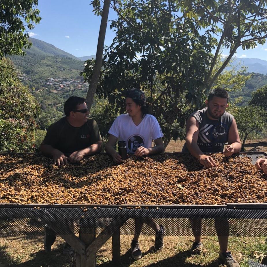 Three people sorting through a large pile of dried coffee fruits outdoors with trees and mountains in the background.