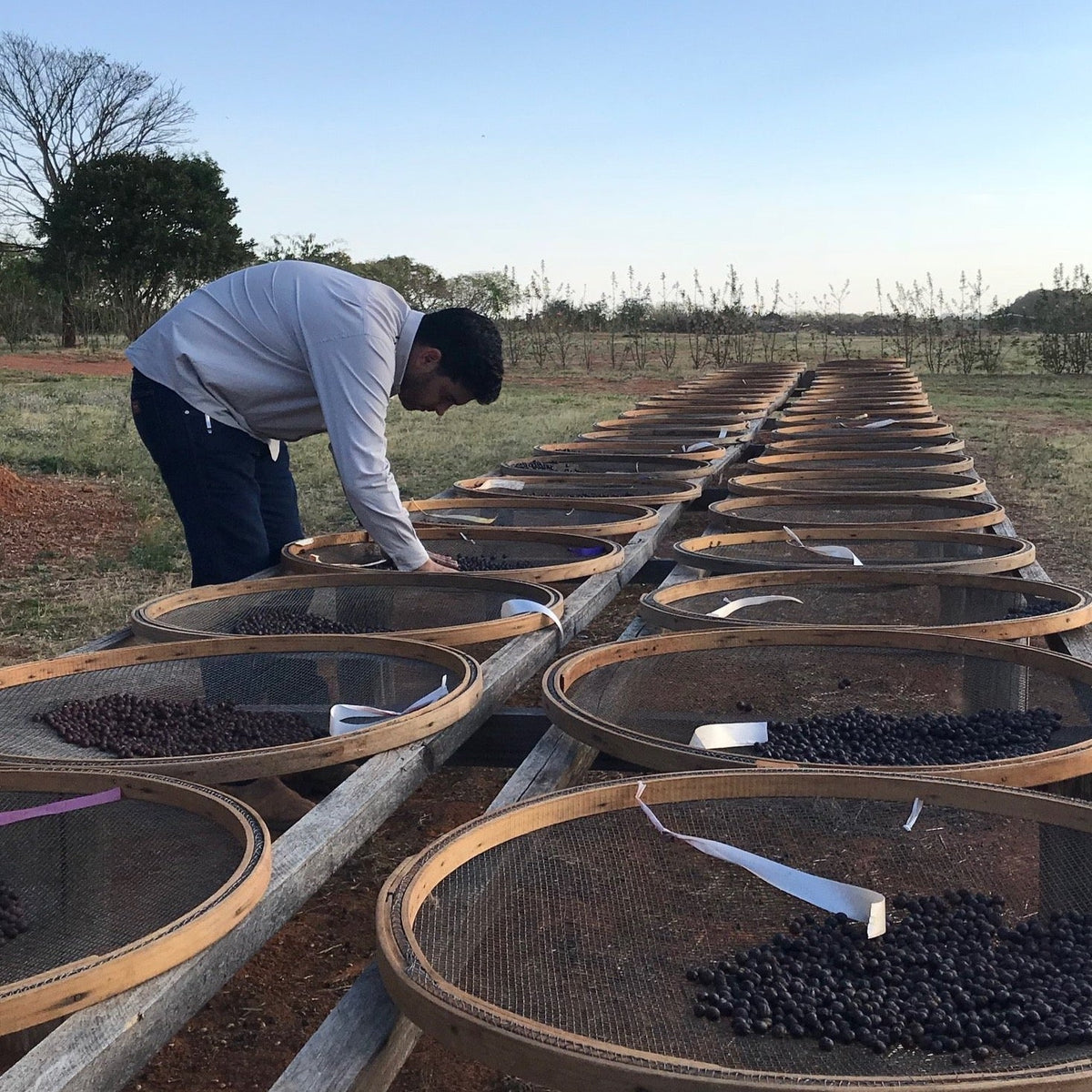 DATERRA MASTERPIECE LAURINA 