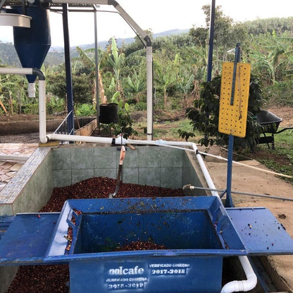 Blue container filled with coffee beans in a rural setting