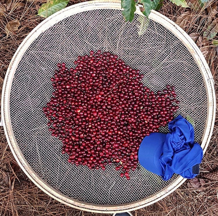 DATERRA MASTERPIECE LAURINA (4870406996048)