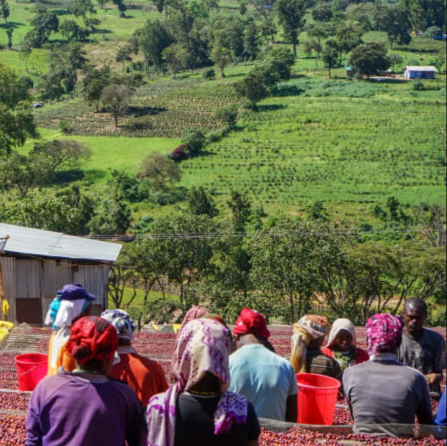 Group of coffee farmers working in a field with greenery and a building in the background