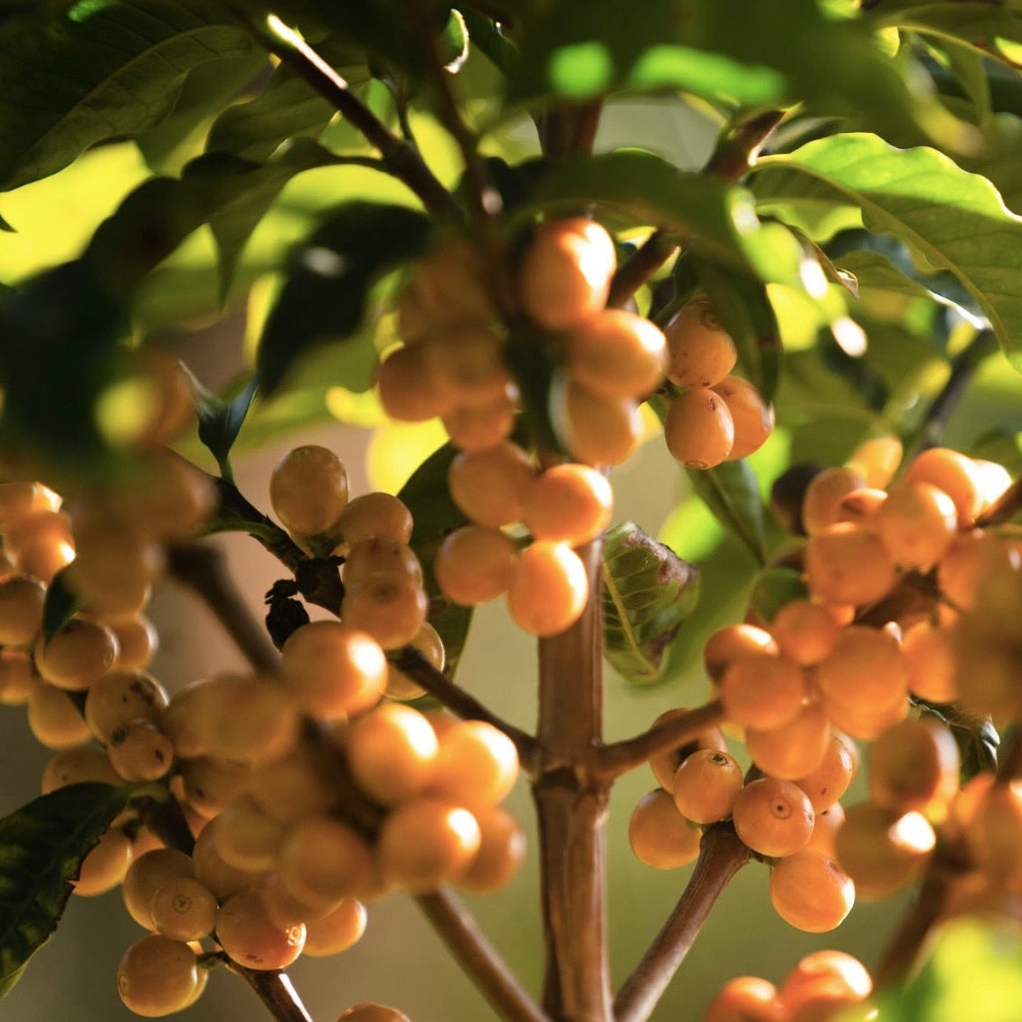 Clusters of yellow coffee cherries growing on a tree, highlighting the IVAN DOS SANTOS ANAEROBIC product.