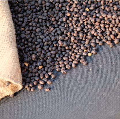 Close-up of coffee beans inspired by sustainability for VANESSA MORENO, highlighting their rich texture and quality.