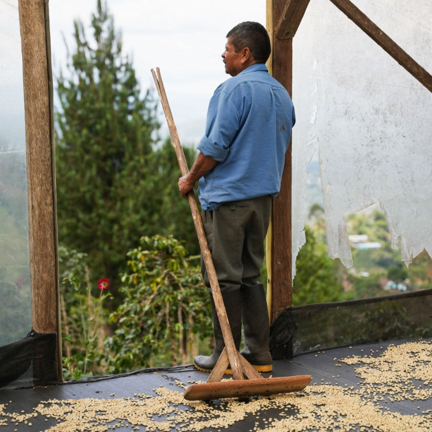 Coffee farmer standing with a broom inside a coffee drying shed with greenery outside