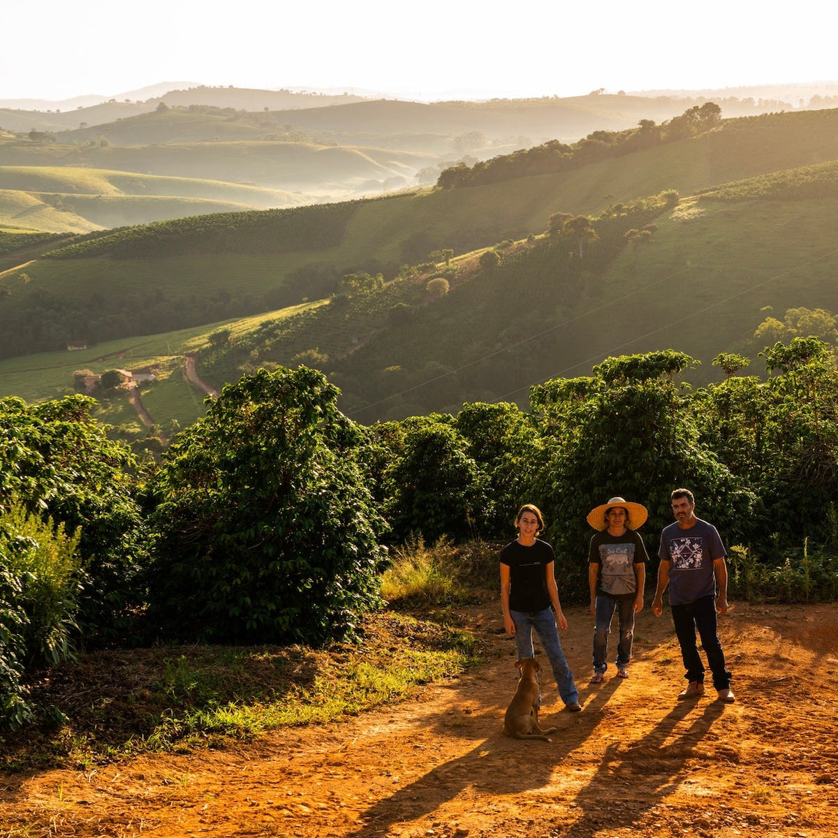 A scenic view of coffee farmers in Brazil, highlighting the essence of OFFICE COFFEE SUBSCRIPTION.