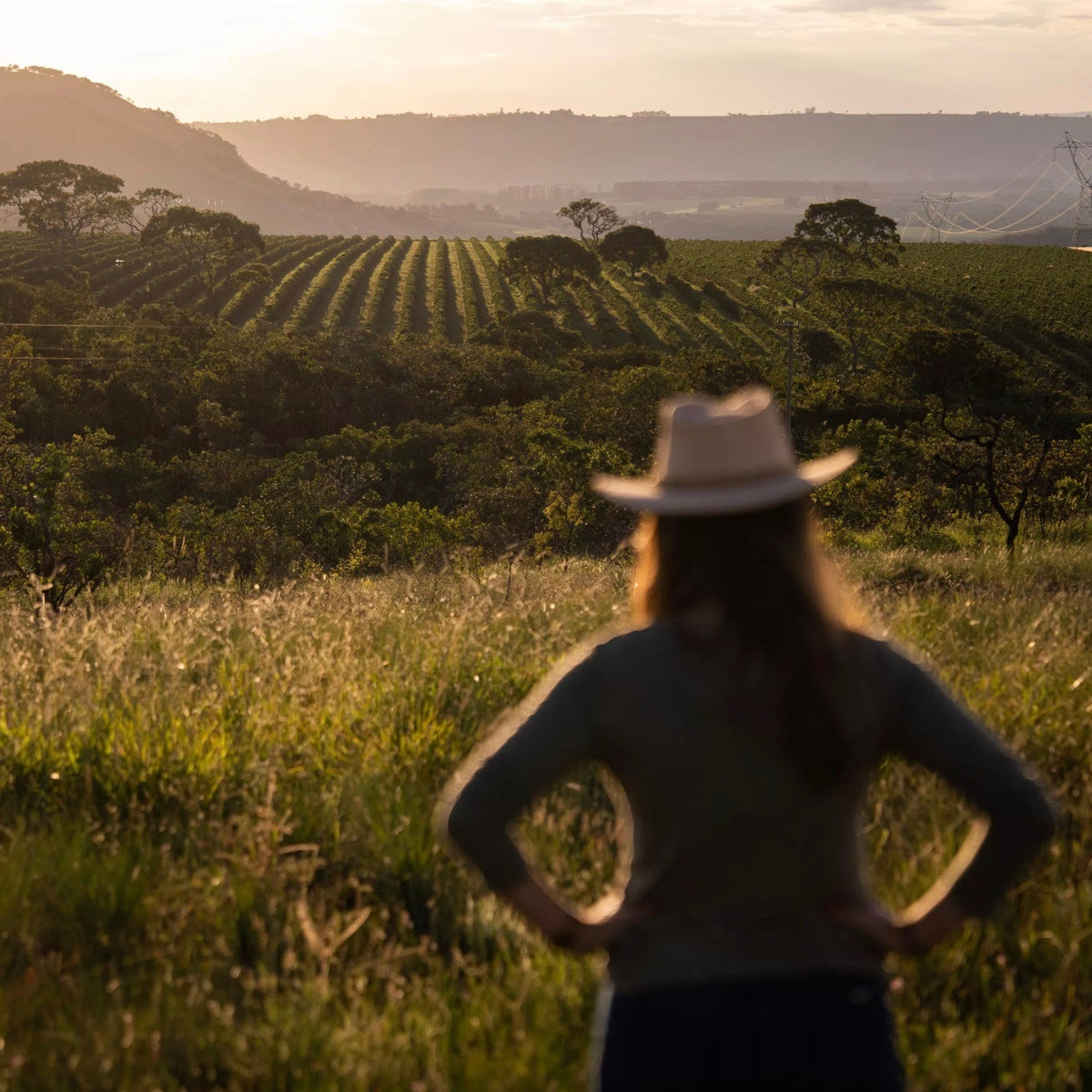 Person overlooking sustainable coffee fields at sunset, inspired by VANESSA MORENO.