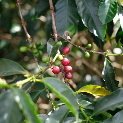 Coffee cherries on the branch of a plant, showcasing the JARDINES DEL EDEN PAPAYO varietal.