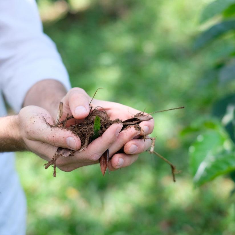 Hands holding rich soil and roots, showcasing the cultivation process for VOLCAN AZUL GESHA HONEY.
