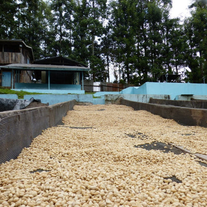 Green coffee beans drying on raised beds at a coffee processing station in Kenya.