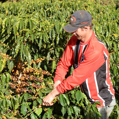 Person in a red jacket and cap inspecting coffee plants in a field
