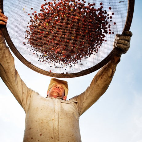 Person holding a strainer filled with red coffee beans against a clear sky