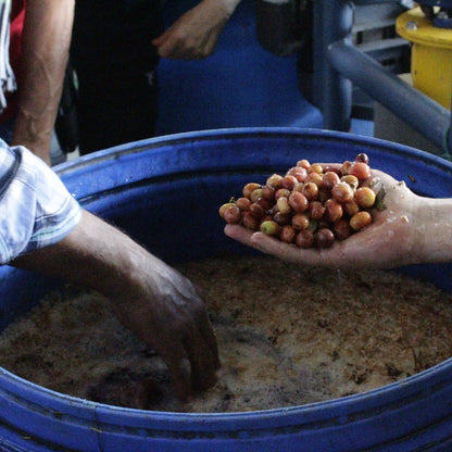 Person holding coffee cherries over a blue container filled with coffee beans.