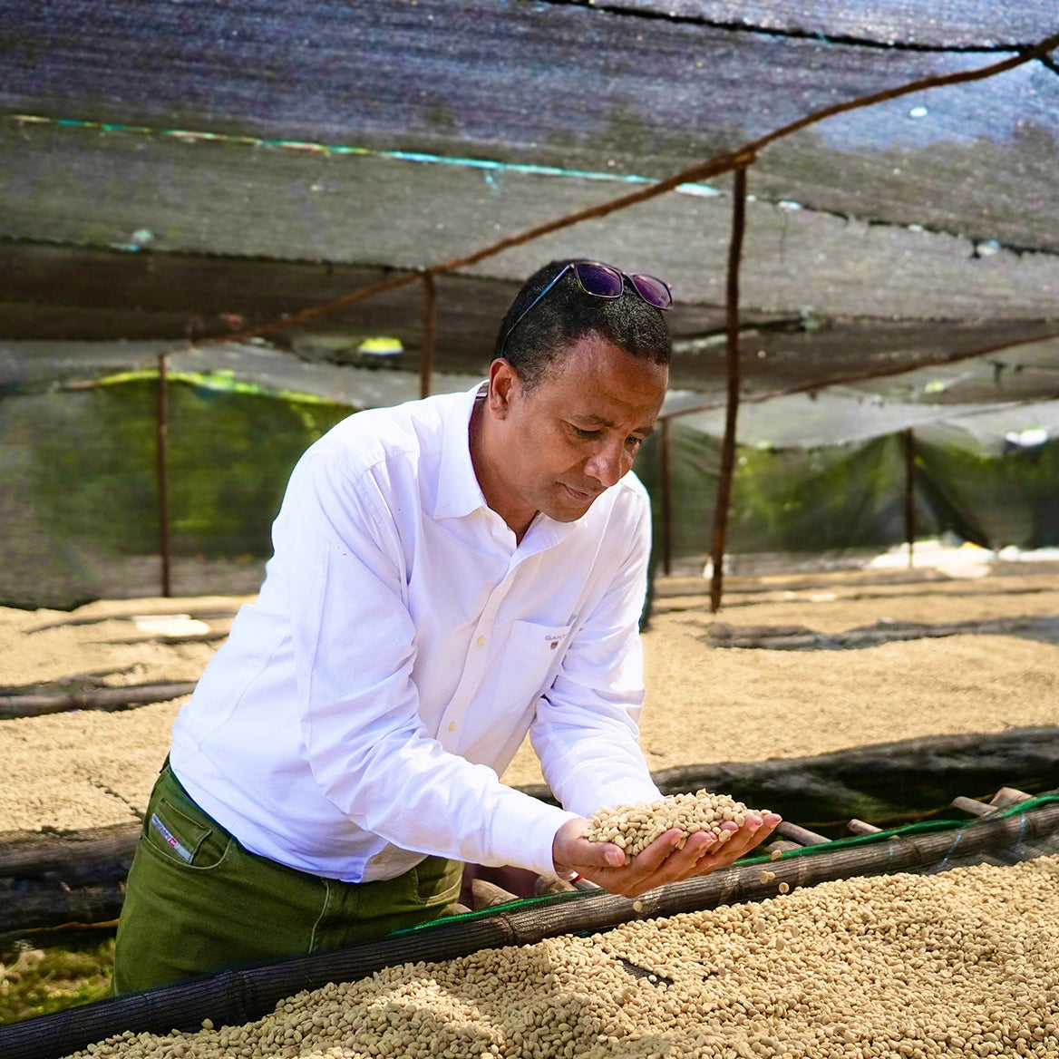 Ethiopian farmer inspecting coffee beans for ETHIOPIA TWIN BOX specialty coffee bundle.