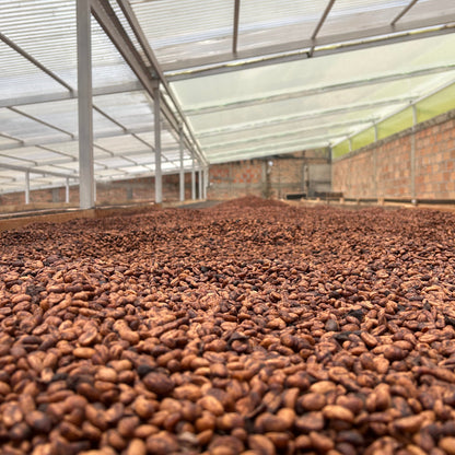 AROMA NATIVO AJI coffee beans drying in a greenhouse, showcasing the hydro honey processing method.
