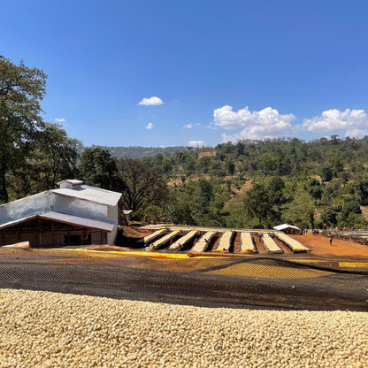 Washed coffee beans on drying beds with a scenic background of trees and hills.