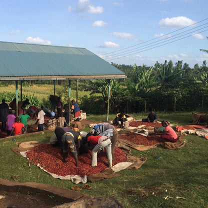 People working with red coffee cherries on mats under a green roofed structure.