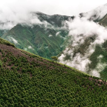 Scenic view of Colombian coffee mountains with lush greenery and clouds showcasing the source of DECAF BALANCED coffee.