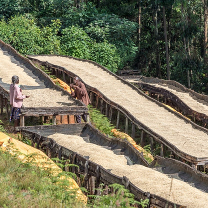 Two coffee farmers working on a series of wooden platforms with coffee in a natural setting.