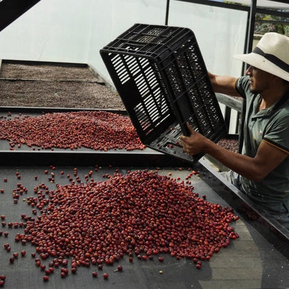 Person sorting red coffee beans on a conveyor belt with a black crate.