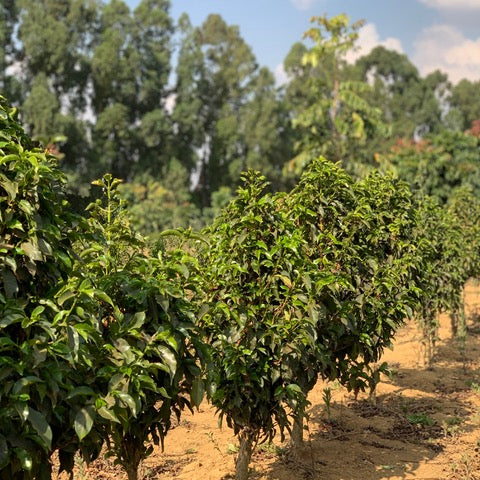 SUNDROP COFFEE PLANTS SEEDLINGS